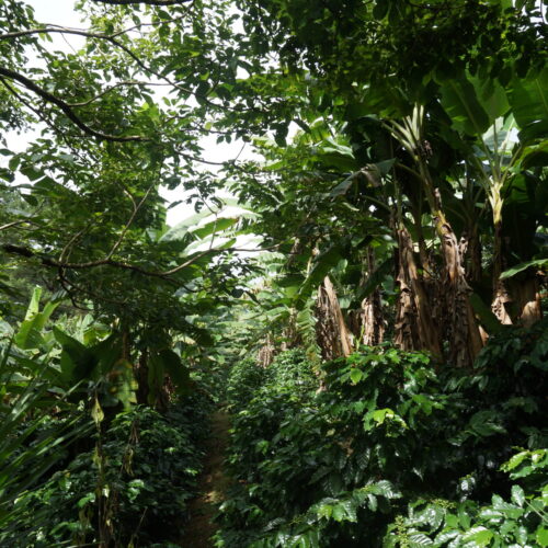 Finca San Isidro 2 (1)