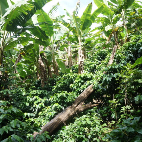Finca San Isidro 2 (4)